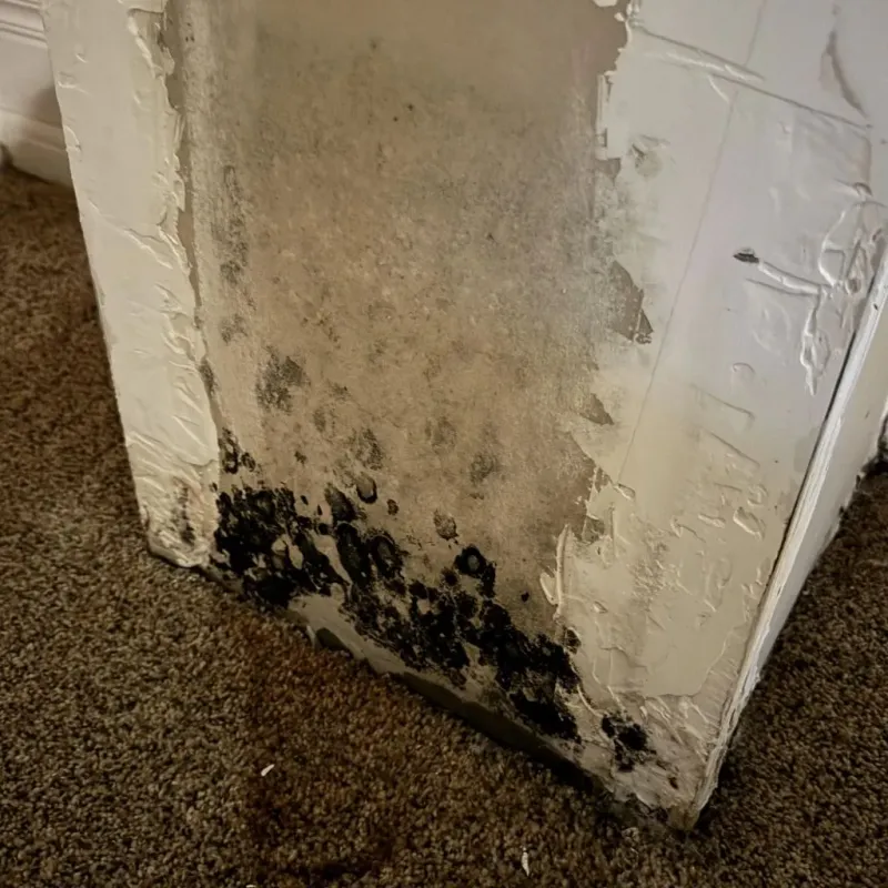 Professional Mold Removal in Shelby, MS
